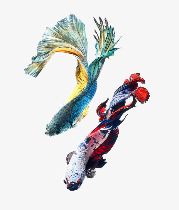 中国风金鱼免抠