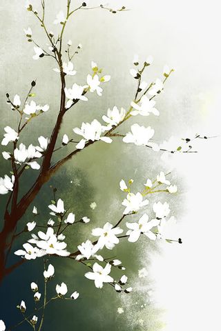 初春的玉兰花免抠