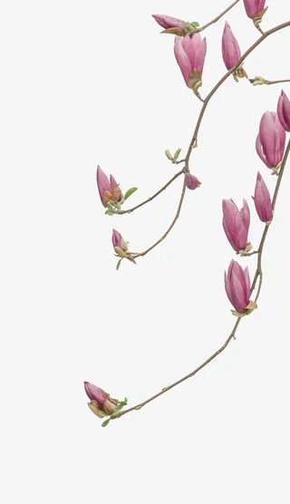 花枝 免扣素材免抠