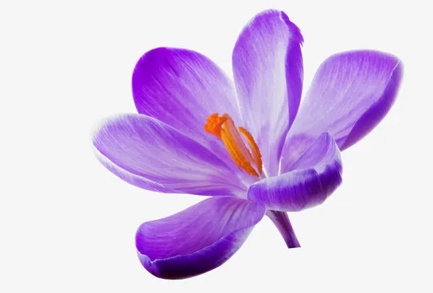 丁香花免抠