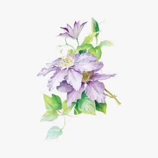 手绘花免抠 手绘花免抠