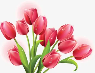 粉色郁金香素材图片免抠