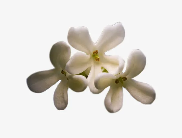 三朵桂花花瓣图片素材免抠