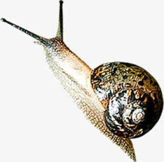 春天蜗牛创意美景免抠装饰动物元素