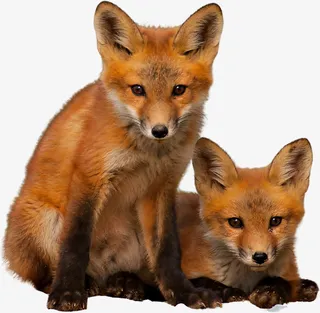 狐狸透明PNG免抠图免抠