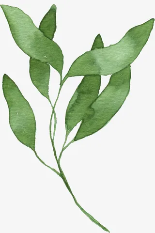 树叶树枝手绘免抠