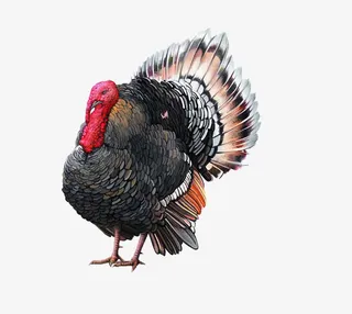 免抠素材火鸡图片免抠