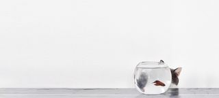 可爱猫咪鱼缸背景高清