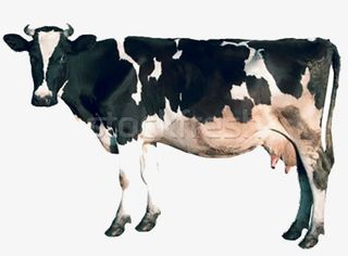动物奶牛免抠