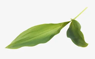 春天绿叶素材图片免抠