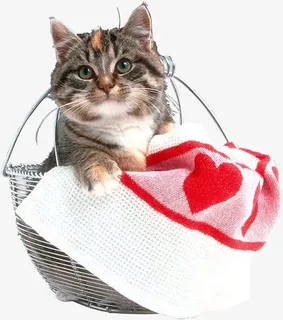 唯美花卉图片花草图片素材免抠