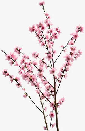 清新粉色桃花树枝免抠