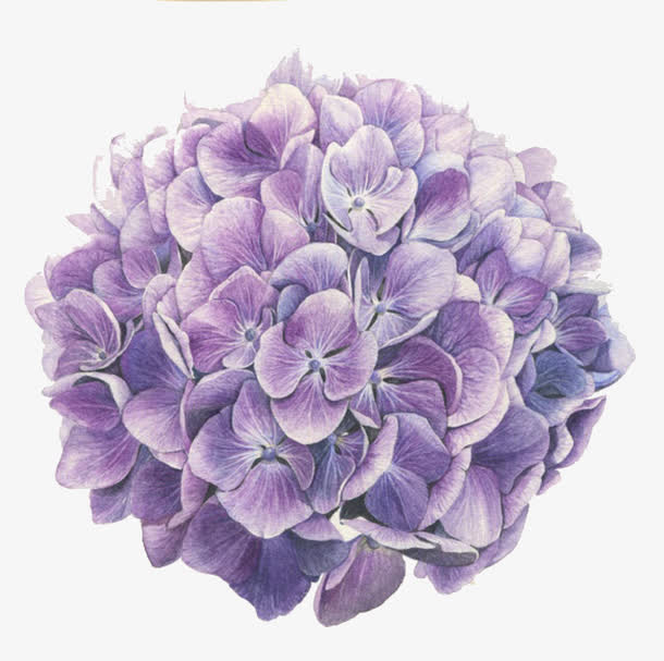 花卉组合-绣球花免抠