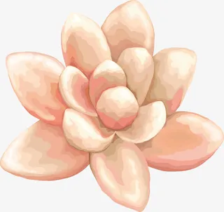 植物花朵PNG下载免抠