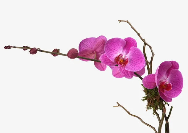 紫色花朵下载免抠