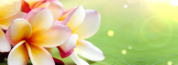香水唯美花卉背景banner