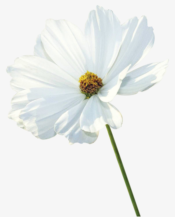 白色的菊花免抠