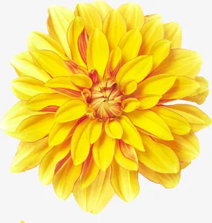 黄色大菊花海报素材免抠