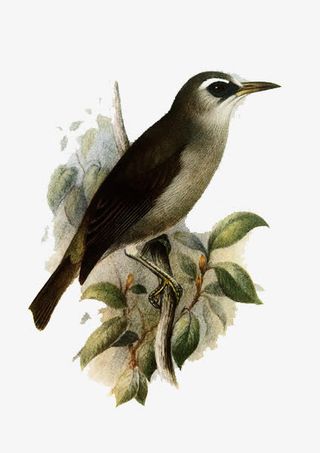 手绘飞禽素材免抠