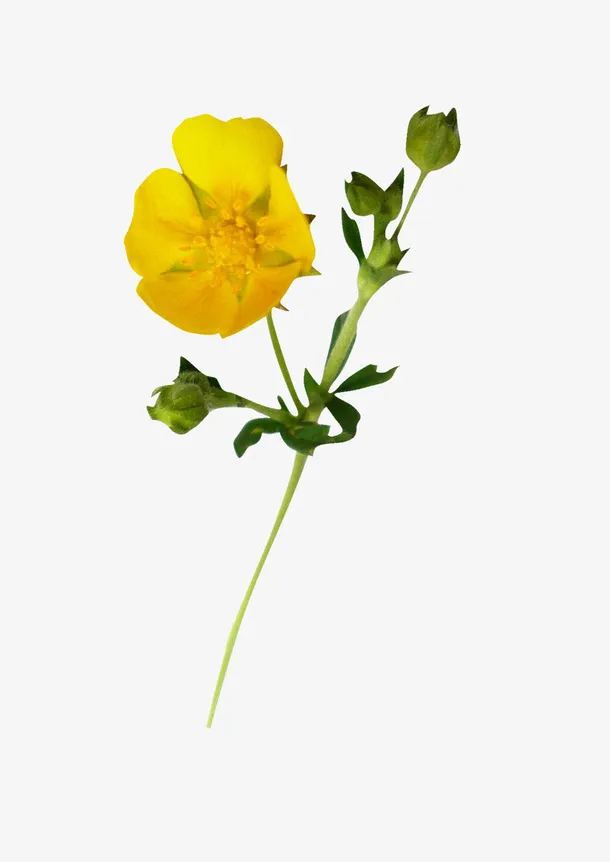 水彩花草素材花草设计素材免抠