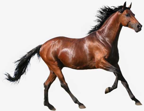 奔驰宝马手绘静态免抠