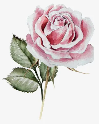 手绘卡通装饰花瓣花草装饰海报设免抠