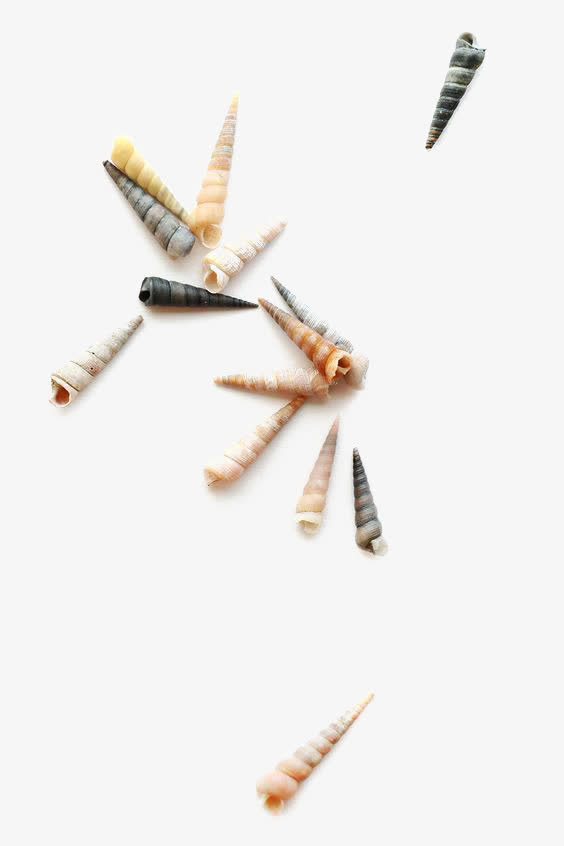 白色海螺免抠