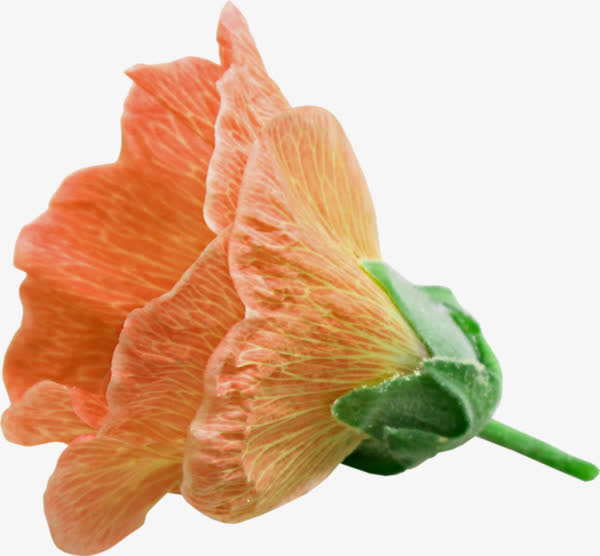 橙色花瓣鲜花免抠