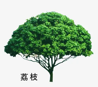 荔枝免抠