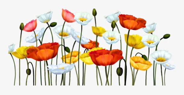 花草线描花卉插画免抠