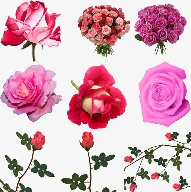 春天粉色玫瑰合集免抠