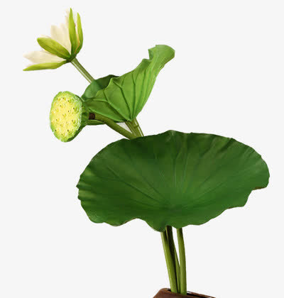 植物莲花绿色荷叶花瓣免抠