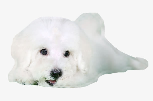 趴在这里的狗免抠