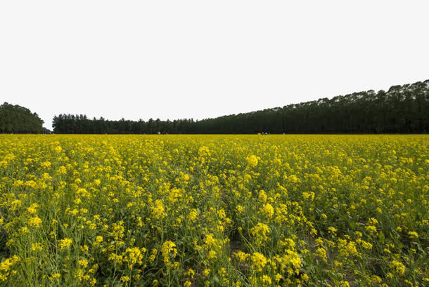 北京海淀上庄镇油菜花免抠