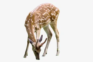 梅花小鹿吃草免抠