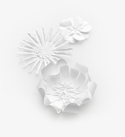 白色花瓣背景png素材