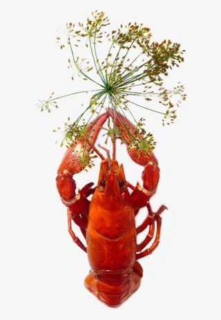 熟龙虾特写免抠