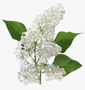 白色丁香花素材免抠