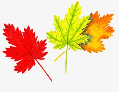 枫叶免抠