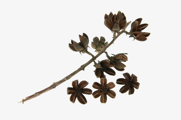褐色花干树枝免抠