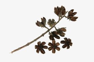 褐色花干树枝免抠