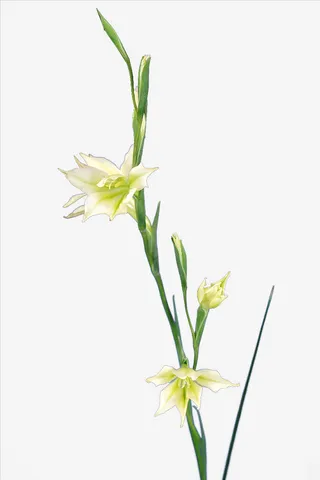 鲜花 花 艳丽 植物 花朵免抠