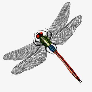装饰图案 蜻蜓免抠
