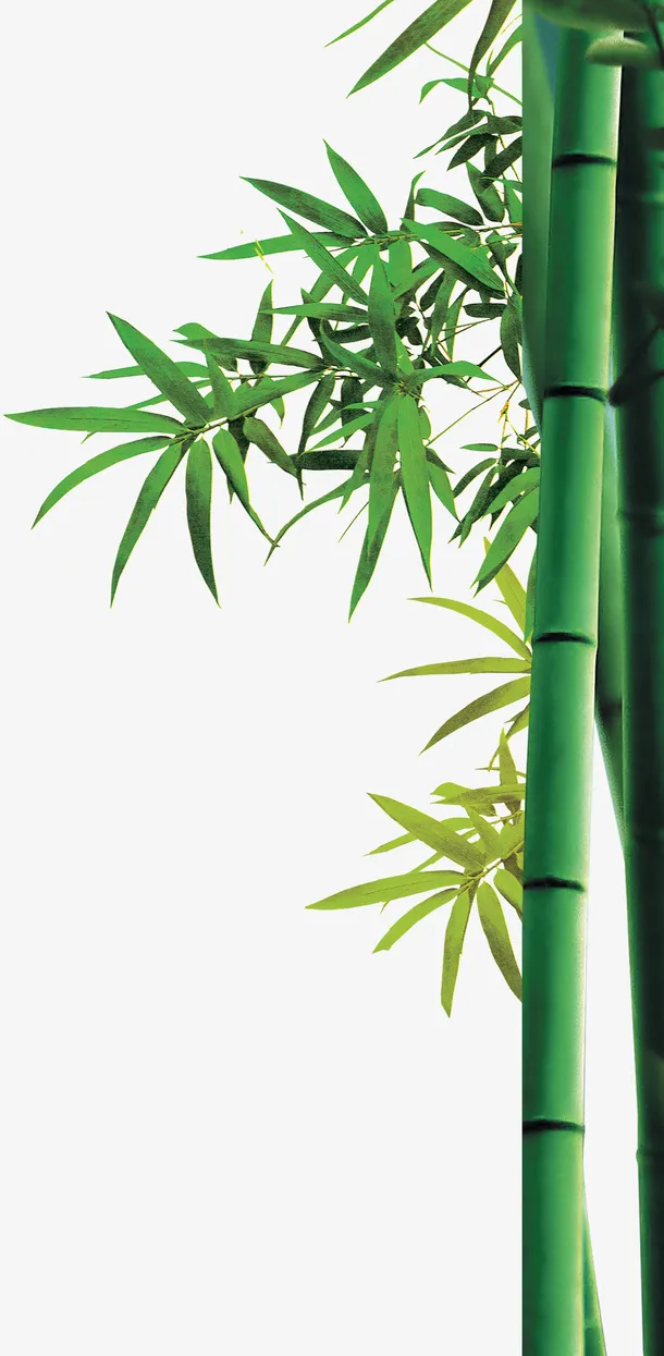 竹子，竹节，绿色免抠