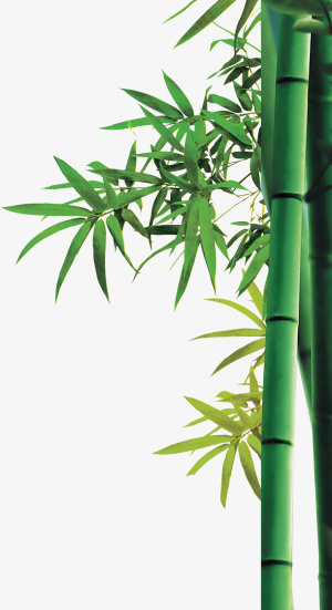 竹子，竹节，绿色免抠