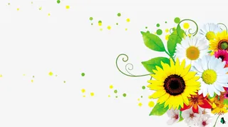 向日葵花朵免抠