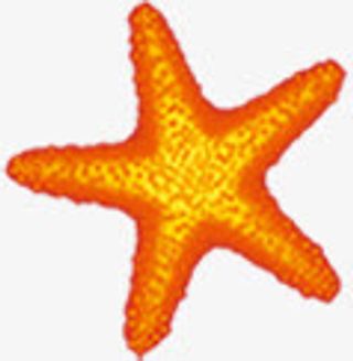 橙色海星夏日海报素材免抠