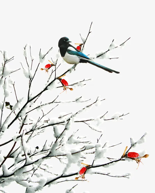 装饰花卉免抠
