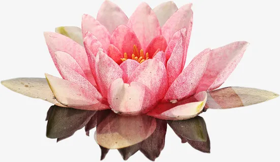 春天粉色的莲花免抠动植物植物元素 春天粉色的莲花免抠动植物植物元素