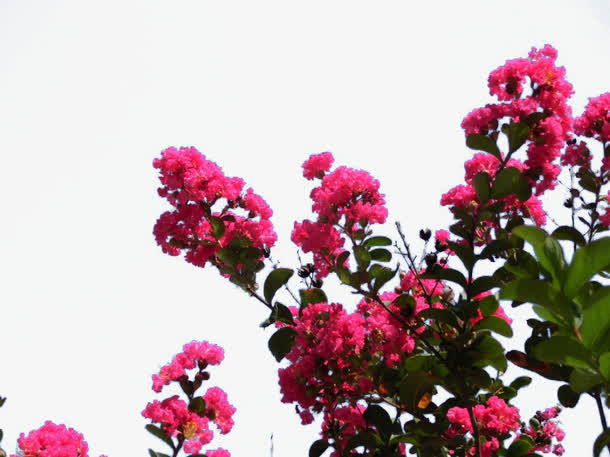 红色紫薇花免抠